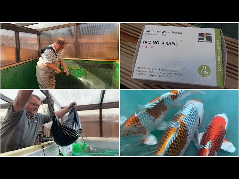 My Koi Breeding Project - Part 28 - Start of 2020 Spawning Season