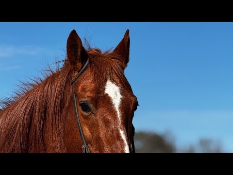 TSP LOT# 2009 - SOLD