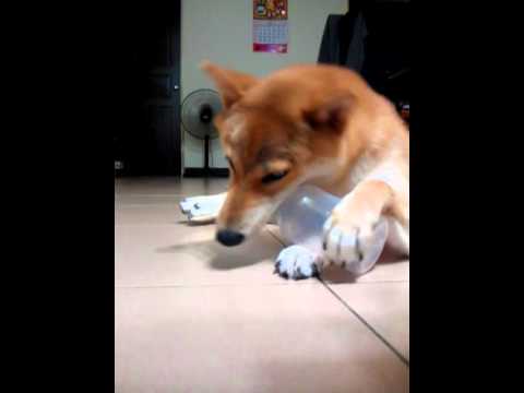 柴哥愛死寶特瓶罐了~(原發表者:DuckSu)(相簿)