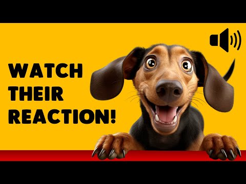 Dog Sounds That Dogs Love: Squeaky Toy, Whistle &amp; Doorbell – Watch Their Reaction!
