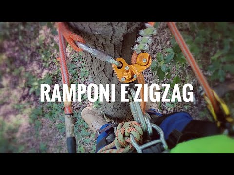 BASI di Treeclimbing - come salire su un albero con i ramponi e discesa con petzl zigzag