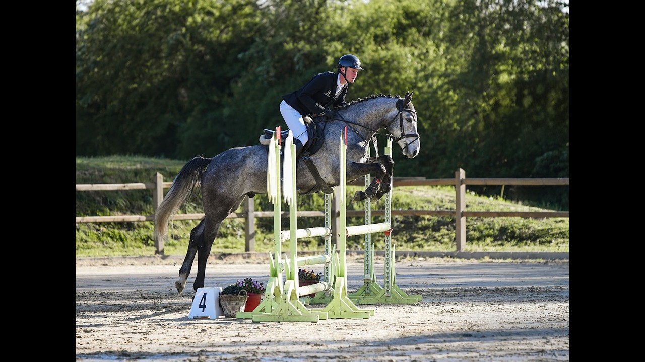 Compact, rideable young horse. video 1