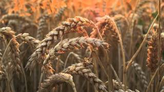 Go to Sleep Little Baby (Oh Brother Where Art Thou)