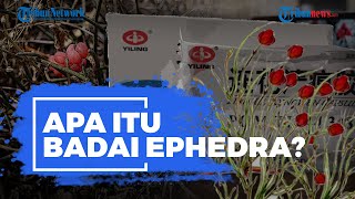 Apa Itu Ephedra? Bahan Obat Covid-19 Lianhua Qingwen asal China yang Disetop BPOM