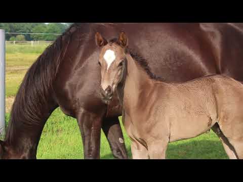 Diamond Star - FOR SALE - Rappe, Wallach, geb 7/2016, Duir Ask Ichschi