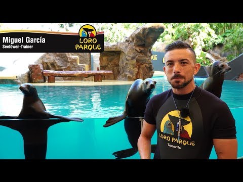 Distinguir leões marinhos de focas