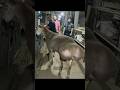 Hissar Fat Tailed Ram A Giant On Farm рам