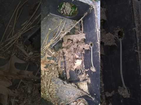 Ants find home in rodent bait station