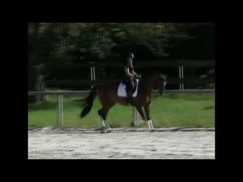 Belissimo M x Renard x xxx 5 Jährig