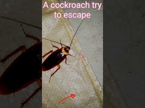 A cockroach try to escape #insects #cockroaches