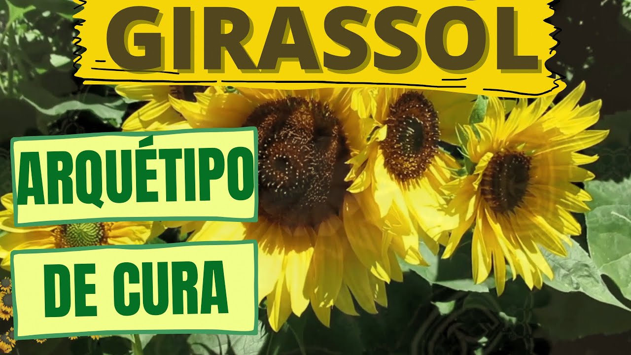 GIRASSOL! ARQUÉTIPO DE CURA!!! CURANDO TODAS AS ÁREAS!