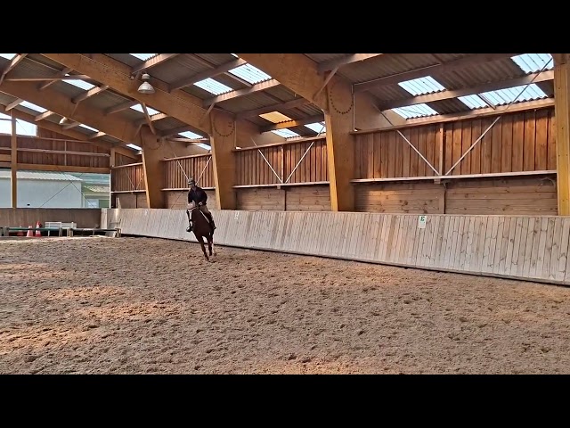 Vend jument trotteur fran&ccedil;ais 