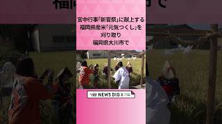 宮中行事｢新嘗祭｣に献上する福岡県産米｢元気つくし｣を刈り取り　福岡県大川市で #shorts #news