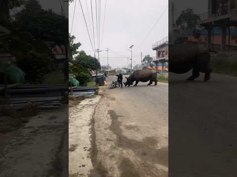 Rhino attack in men 😳😱🦏#shorts #viralreels #news #rhino #attack #india #explore #animals#viralmoment