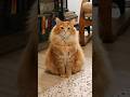 His Silence Was So Loud Cute Cutecat Animals Cat Pets Cuteanimals Funny Catvideos