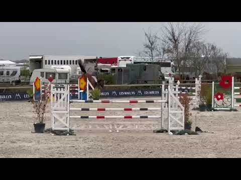Merrie Belgisch sportpaard Te koop 2017 Donker bruin / bai ,  COULEUR LATOUR