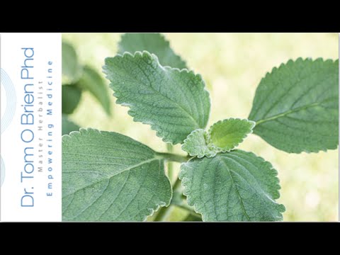 Boldo health benefits - YouTube