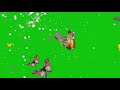 Butterfly Fairy Green Screen Effects Pics Videos Green Screen Top Green Background