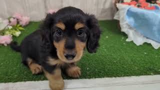 ミニチュアダックスの動画01