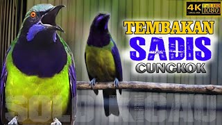 Download lagu 🔴CUNGKOK ISTIMEWA TEMBAKAN MEWAH cocok untuk masteran MURAI BATU, CUCAK IJO, KACER, CENDET mp3 Download lagu 🔴CUNGKOK ISTIMEWA TEMBAKAN MEWAH cocok untuk masteran MURAI BATU, CUCAK IJO, KACER, CENDET mp3