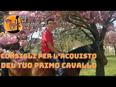 L'acquisto del tuo primo cavallo (consigli)