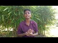 SPEECH ON VAN MAHOTSAV