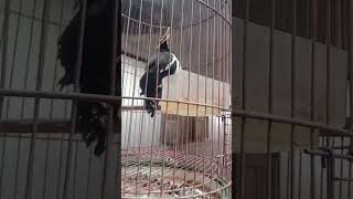 Download lagu Jalak uret isian cililin #kicaumania #kicaumanianusantara #muraibatu #masteranmuraibatu mp3 Download lagu Jalak uret isian cililin #kicaumania #kicaumanianusantara #muraibatu #masteranmuraibatu mp3