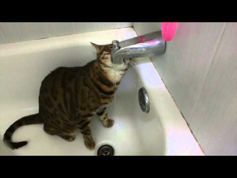 Cat drinking from bathtub faucet