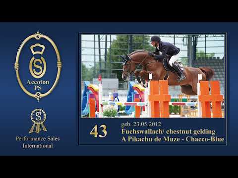 43 Accoton PS englisch