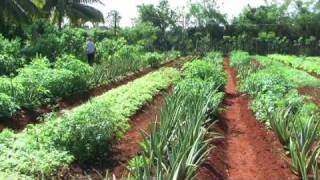 ORGANOPONICO! AN AGRICULTURAL REVOLUTION