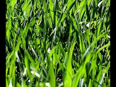 water park world ep. 1: lil drop