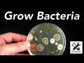 How To Grow Bacteria