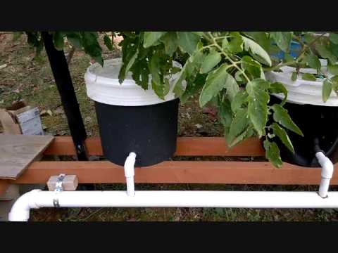DUTCH -BUCKET HYDROPONICS  SIMPLIFIED