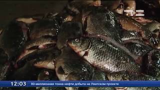Рыбалка в сладковском районе тюменской области