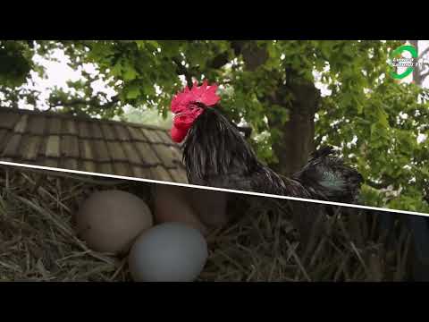 Emisiunea "Din lumea satului" - 7 decembrie 2025