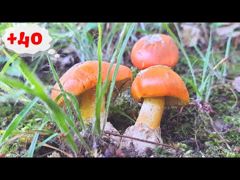 Blagve na + 40°C - Lat. Amanita caesarea