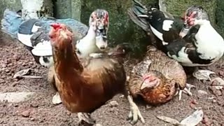 Download lagu chicken ducks playing / bebek ayam bermain  #ekosutikno #ayam #bebek mp3