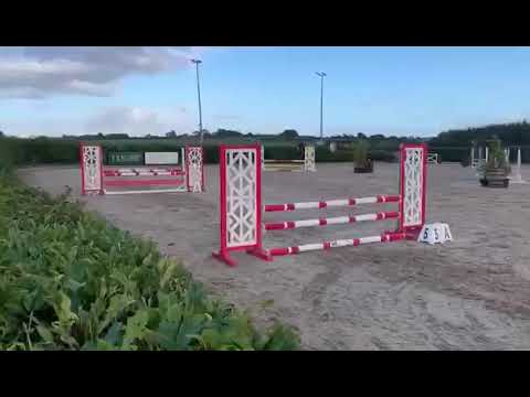 Showjumper / riding horse - Image 2