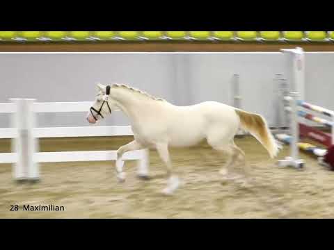 Präsentation 19.10.24 - KN 28 Maximilian v. FS Mr.Right - FS Champion de Luxe