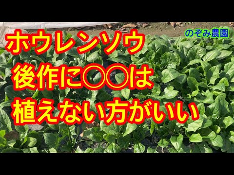 サラダの隣に植えてはいけない野菜は何ですか?良い隣人と悪い隣人についてのポイント  庭園