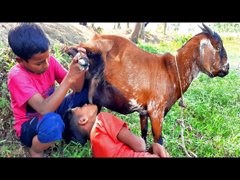 Amazing boys drinking fresh milk from red goat in the hot summer l km village tradition ▶