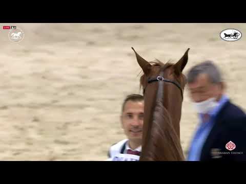 N 72 ROAAH MUGHAIDER   Dubai International Arabian Horse Championship 2021   Mares 4 6 Years Old Cla