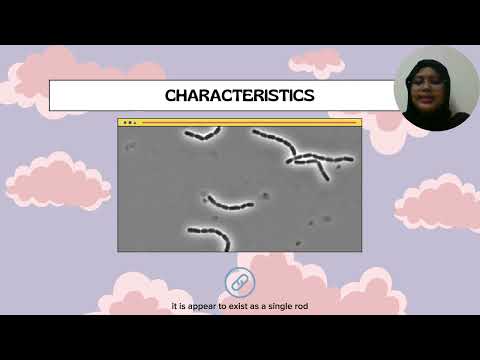 PECHA KUCHA / ADOPT A MICROBE / UPM