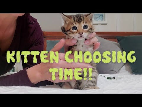 💕It's Kitten Choosing Time!😺This Video is to Help Our Waitlist Choose Their New Bengal Kittens 💕