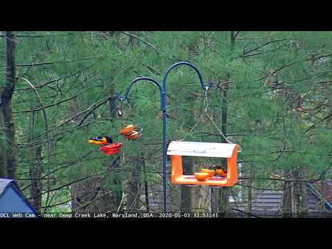 Baltimore Orioles - 5/3/2020