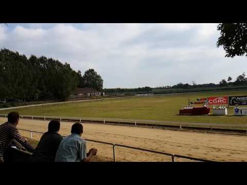 Isaszeg Park agárverseny 2016.10.01. Dopping Bonie Tyler