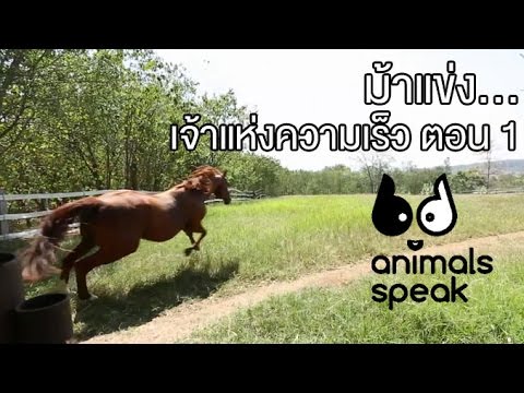 แรงครีมถั่ว ผู้หญิงซื้อเชื้อโรคในโรงกลั่นเหล้าองุ่นบน