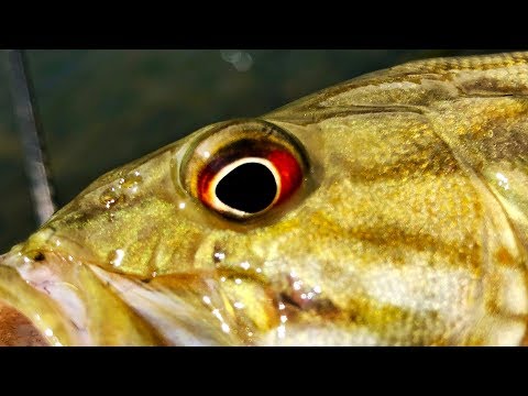 Solo Bank Beater: Day 2 (Spring River Arkansas)