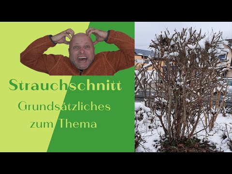 Grundsätzliches zum Schnitt von Ziersträuchern