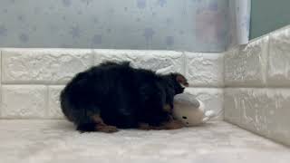 ヨークシャーテリアの動画01